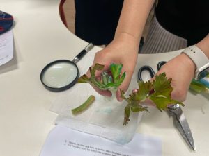 Visualisation experiment of how the xylem transports water, through dye.