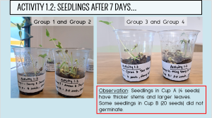 Presentation of students' science experiment on seed germination.